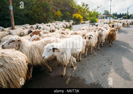 Georgia, Caucasus. Close View Of The Flock Of Unshorn Sheep Moving On The Asphalt Road In The Rural Area. Stockfoto