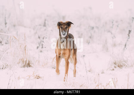 Jagd Windhund Hortaya Borzaya Hund während Hase - Jagd im Winter Tag In schneebedeckten Feld. Stockfoto