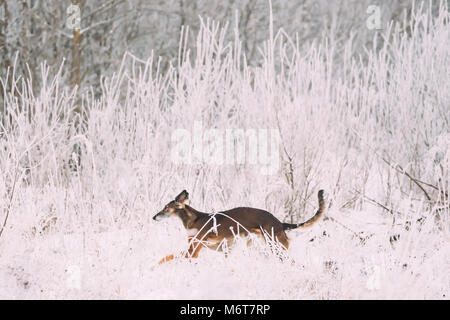 Jagd Windhund Hortaya Borzaya Hund während Hase - Jagd im Winter Tag In schneebedeckten Feld. Stockfoto