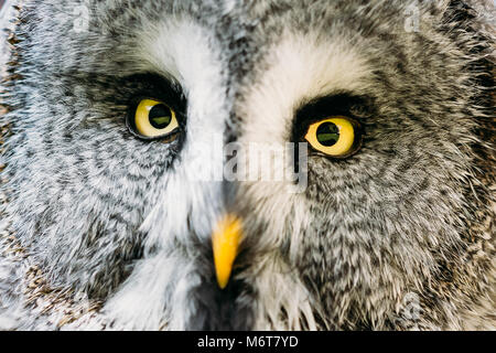 Nahaufnahme Kopf, Gesicht und Augen der Bartkauz oder Bartkauz. Strix Nebulosa ist sehr groß Eule. Wald Wild Bird. Makroaufnahme Stockfoto