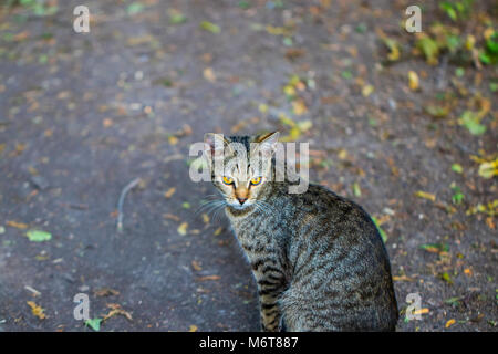 Schön tabby Katze portrait. Katze sitzt auf der Straße. Stockfoto