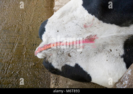 Chalk Kennzeichnung als Wärmemelder Beihilfe mit Holsteiner Milchkühe auf einer Farm im Norden von England, Vereinigtes Königreich Stockfoto
