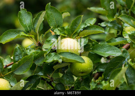 Grüne Äpfel im Garten nach dem Regen. Stockfoto