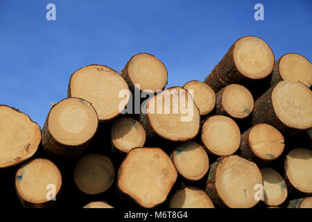 Stapel Baumstämmen mit Jahrringe zeigen, mit blauem Himmel Hintergrund. Stockfoto