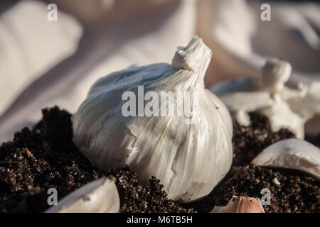 Knoblauch Stockfoto