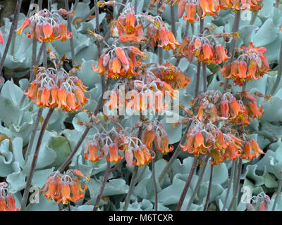 Schweine Ohr Keimblatt orbiculata Melbourne Botanischer garten Australien Stockfoto