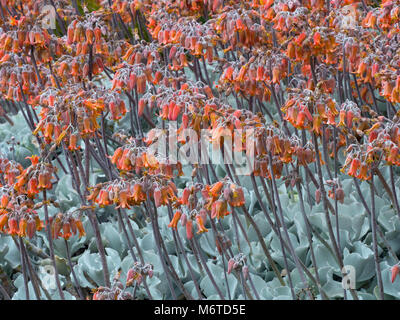 Schweine Ohr Keimblatt orbiculata Melbourne Botanischer garten Australien Stockfoto