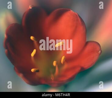 Ein Blick auf die staubgefäße einer Lilly Flower Head. Stockfoto