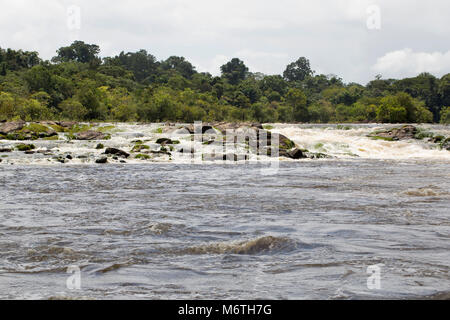 Neue O-Fluss in der Nähe von Raleighvallen finden, Suriname, Südamerika Stockfoto