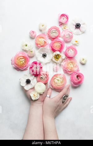 Ansicht von oben der rosafarbenen und weißen Blumen auf weißem Hintergrund, eine Hand mit Blumen, eine Hand Berühren eines rosa Ranunkeln Stockfoto