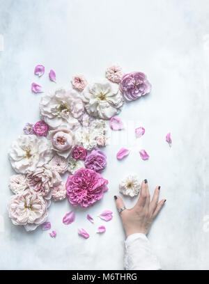 David Austin Roses in Pink auf einem weißen und grauen Hintergrund, Ansicht von oben, mit weiblichen Hand berühren eine Rose Stockfoto