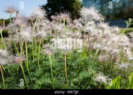 "Röde Klokke' Pasque flower, Backsippa, (Pulsatilla vulgaris) Stockfoto