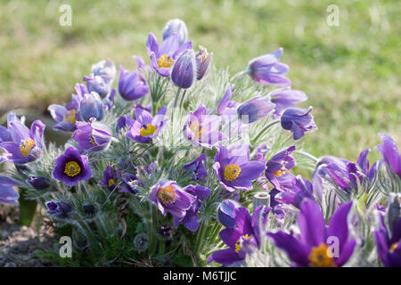 Pasque flower, Backsippa, (Pulsatilla vulgaris) Stockfoto