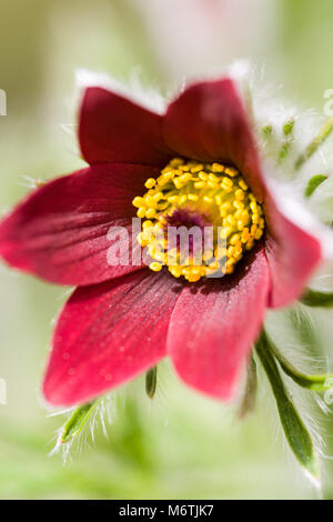 "Röde Klokke' Pasque flower, Backsippa, (Pulsatilla vulgaris) Stockfoto