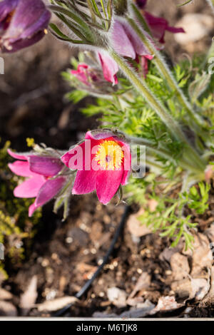 "Röde Klokke' Pasque flower, Backsippa, (Pulsatilla vulgaris) Stockfoto