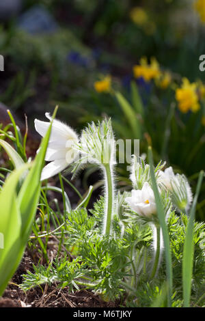 'Alba' Pasque flower, Backsippa, (Pulsatilla vulgaris) Stockfoto