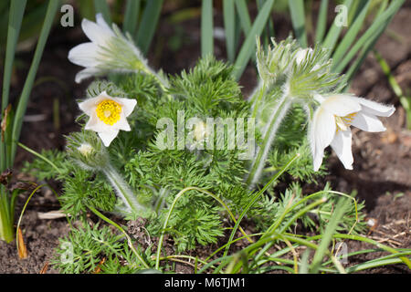 'Alba' Pasque flower, Backsippa, (Pulsatilla vulgaris) Stockfoto