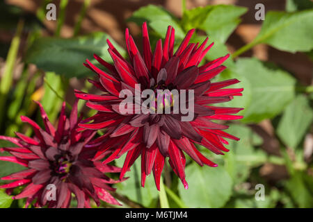 "Chat Noir" Semi-Cactus Dahlia, Halb kaktus Dahlie (Dahlia x Pinnata) Stockfoto