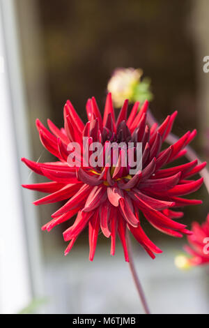 "Chat Noir" Semi-Cactus Dahlia, Halb kaktus Dahlie (Dahlia x Pinnata) Stockfoto