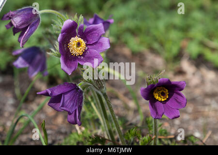 Pasque flower, Backsippa, (Pulsatilla vulgaris) Stockfoto