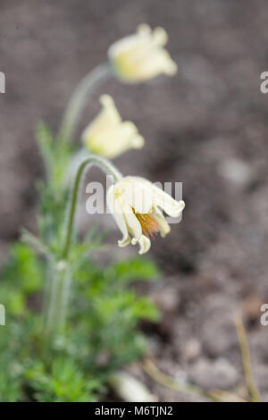 'Alba' Pasque flower, Backsippa, (Pulsatilla vulgaris) Stockfoto