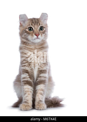 Lilac Tabby blotched American Curl Katzen/Kätzchen saß gerade auf der Vorderseite der Kamera neben der Kamera auf weißem Hintergrund suchen Stockfoto