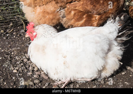 Kleine, Flock, der, Sieben, backyarden, Garten, Huhn, Hühner, Braun, Warren, Rasse, aalen sich in der Sonne, legen, Eier, Llansaint, Dorf, Carmarthenshire, Wales, Großbritannien, Großbritannien, Stockfoto