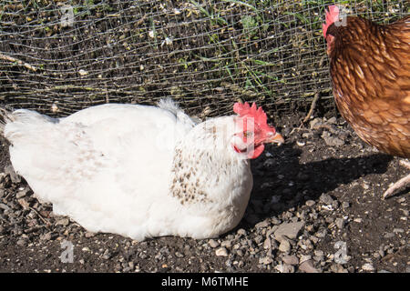 Kleine, Flock, der, Sieben, backyarden, Garten, Huhn, Hühner, Braun, Warren, Rasse, aalen sich in der Sonne, legen, Eier, Llansaint, Dorf, Carmarthenshire, Wales, Großbritannien, Großbritannien, Stockfoto