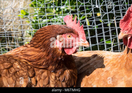 Kleine, Flock, der, Sieben, backyarden, Garten, Huhn, Hühner, Braun, Warren, Rasse, aalen sich in der Sonne, legen, Eier, Llansaint, Dorf, Carmarthenshire, Wales, Großbritannien, Großbritannien, Stockfoto