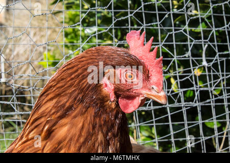 Kleine, Flock, der, Sieben, backyarden, Garten, Huhn, Hühner, Braun, Warren, Rasse, aalen sich in der Sonne, legen, Eier, Llansaint, Dorf, Carmarthenshire, Wales, Großbritannien, Großbritannien, Stockfoto