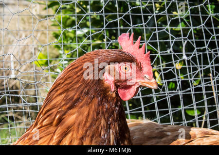 Kleine, Flock, der, Sieben, backyarden, Garten, Huhn, Hühner, Braun, Warren, Rasse, aalen sich in der Sonne, legen, Eier, Llansaint, Dorf, Carmarthenshire, Wales, Großbritannien, Großbritannien, Stockfoto