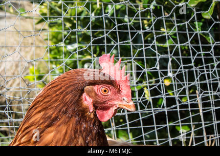 Kleine, Flock, der, Sieben, backyarden, Garten, Huhn, Hühner, Braun, Warren, Rasse, aalen sich in der Sonne, legen, Eier, Llansaint, Dorf, Carmarthenshire, Wales, Großbritannien, Großbritannien, Stockfoto