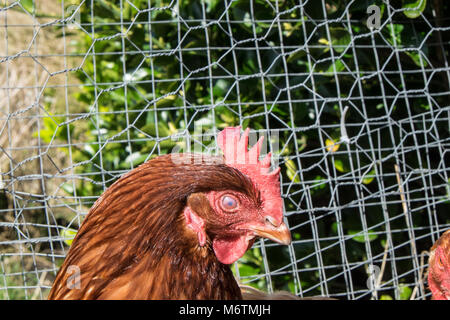 Kleine, Flock, der, Sieben, backyarden, Garten, Huhn, Hühner, Braun, Warren, Rasse, aalen sich in der Sonne, legen, Eier, Llansaint, Dorf, Carmarthenshire, Wales, Großbritannien, Großbritannien, Stockfoto