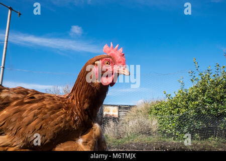 Kleine, Flock, der, Sieben, backyarden, Garten, Huhn, Hühner, Braun, Warren, Rasse, aalen sich in der Sonne, legen, Eier, Llansaint, Dorf, Carmarthenshire, Wales, Großbritannien, Großbritannien, Stockfoto