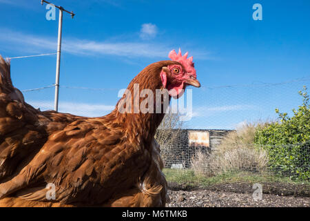 Kleine, Flock, der, Sieben, backyarden, Garten, Huhn, Hühner, Braun, Warren, Rasse, aalen sich in der Sonne, legen, Eier, Llansaint, Dorf, Carmarthenshire, Wales, Großbritannien, Großbritannien, Stockfoto