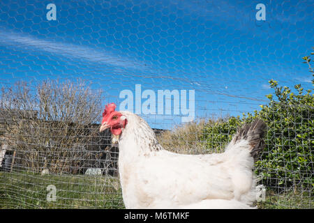 Kleine, Flock, der, Sieben, backyarden, Garten, Huhn, Hühner, Braun, Warren, Rasse, aalen sich in der Sonne, legen, Eier, Llansaint, Dorf, Carmarthenshire, Wales, Großbritannien, Großbritannien, Stockfoto