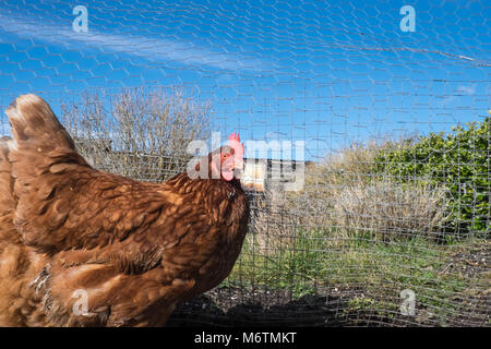 Kleine, Flock, der, Sieben, backyarden, Garten, Huhn, Hühner, Braun, Warren, Rasse, aalen sich in der Sonne, legen, Eier, Llansaint, Dorf, Carmarthenshire, Wales, Großbritannien, Großbritannien, Stockfoto