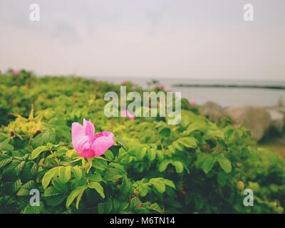 Steiniger Strand mit blühenden wilden Rosen. Das Meer Green Bush, niedrige Wolken am Horizont Stockfoto