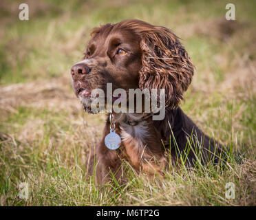 Porträt eines pedigree Working Cocker Spaniel beim Spaziergang auf einem Feld auf einem sonnigen Tag bricht für einen Rest im Gras Stockfoto