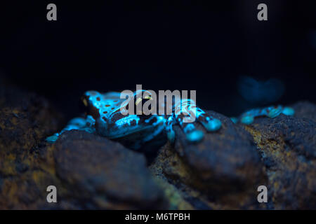 Poison dart Frog close up. Flache Tiefenschärfe Stockfoto