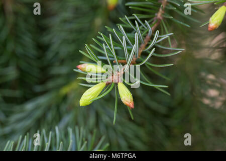 Omorika-Fichte, Serbische Fichte, Omorikafichte, Picea omorika Serbische Fichte, L'Épicéa de Serbie Stockfoto