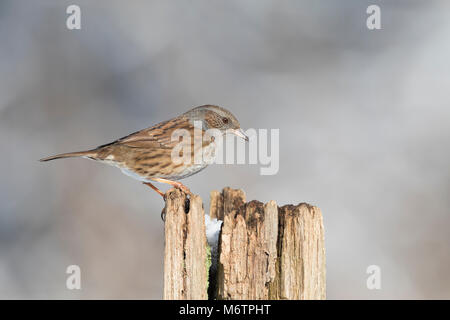 Heckenbraunelle, Hecken-Braunelle, Prunella Modularis, Heckenbraunelle, Absicherung beobachtet, Hedge Sparrow, Hedge-Grasmücke, L'Accenteur Mouchet Stockfoto