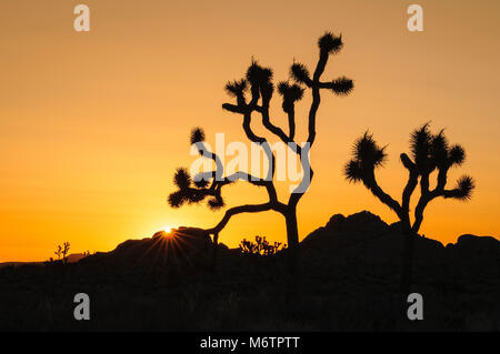 Joshua Bäume, bei Sonnenaufgang, verloren Pferd Tal, mit Jumbo Felsen im Hintergrund; der Joshua Tree National Park, Kalifornien. Stockfoto