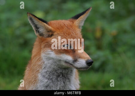 Die Red Fox, Vulpes vulpes, ist typisch englisch Stockfoto