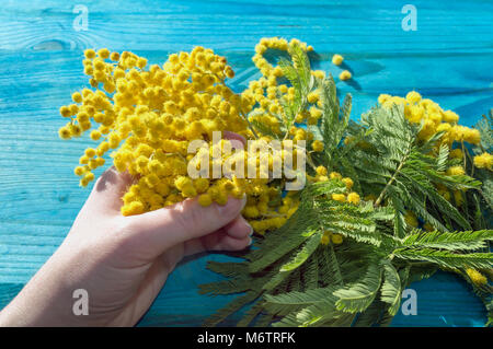 Woman holding Zweig der mimosa Blumen in voller Blüte mit blauem Hintergrund Holz und Sonnenlicht Stockfoto