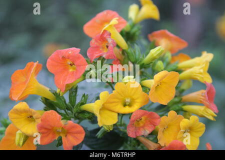 Blumen in voller Blüte Stockfoto