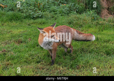 Die Red Fox, Vulpes vulpes, ist typisch englisch Stockfoto