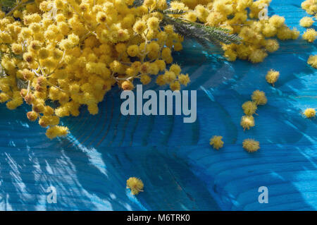 In der Nähe der Niederlassung von Mimosa Blumen mit blauem Holz- Hintergrund im Sonnenlicht Stockfoto