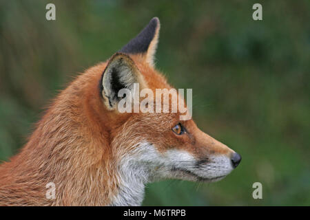 Die Red Fox, Vulpes vulpes, ist typisch englisch Stockfoto