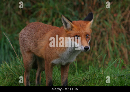 Die Red Fox, Vulpes vulpes, ist typisch englisch Stockfoto